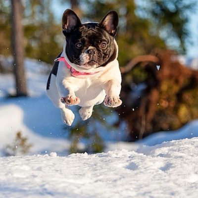 French Bulldog playing in the snow
