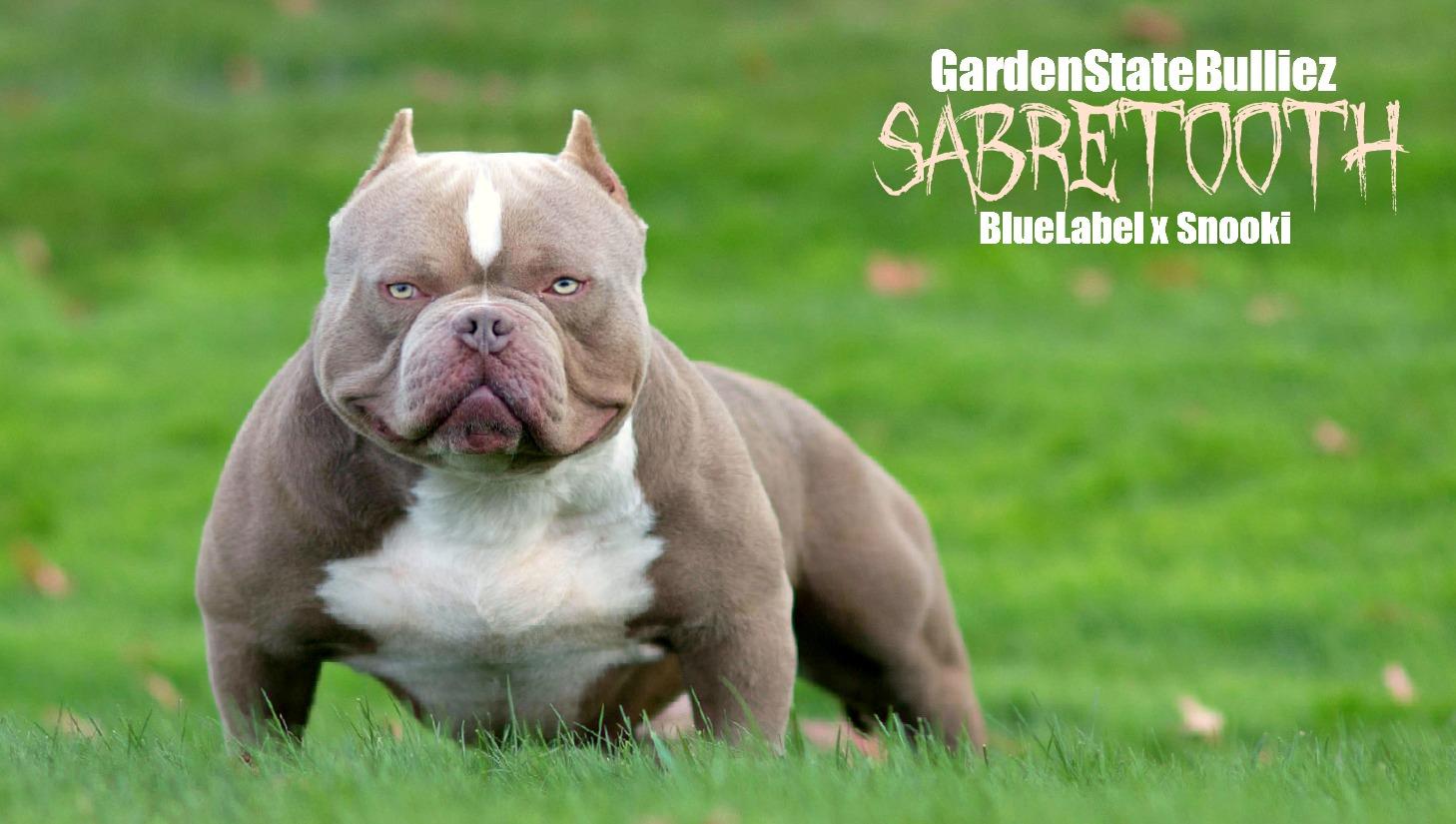 Garden State Bulliez Sabretooth Bully Girl