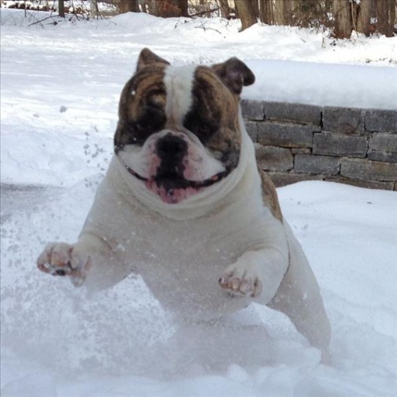 Bulldog playing in the snow.
