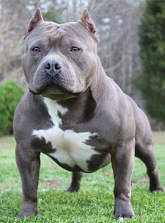 Photo of a Standard American Bully