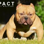 American Bully | Eminent Bullies Impact