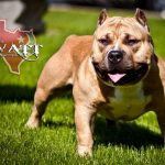 texas-bully-unit-swatt