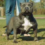 Medinas Bully Pitbulls - La Chapis