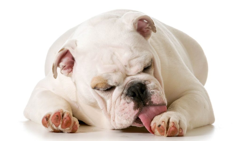 Why Bully Breed Dog Lick their Paws