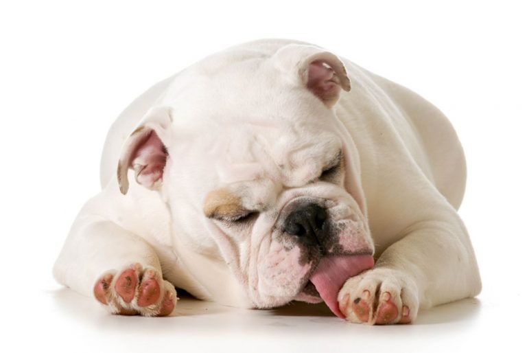 Why Bully Breed Dog Lick their Paws