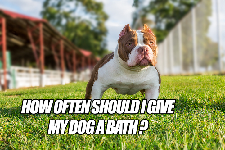 how often should i give my dog a bath