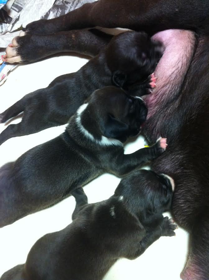 How To Care For A Newborn Puppy Litter Bully Girl
