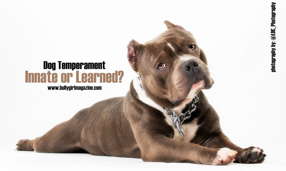 dog temperament