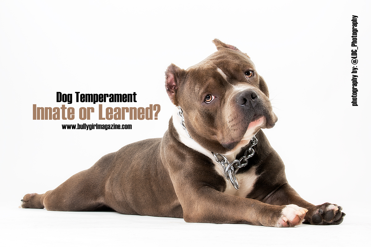 dog temperament