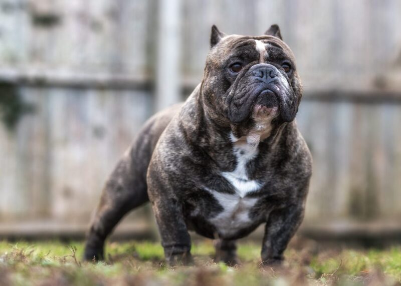 4 Ways to Take Amazing Photos of Bully Breed Dogs – Bully Girl