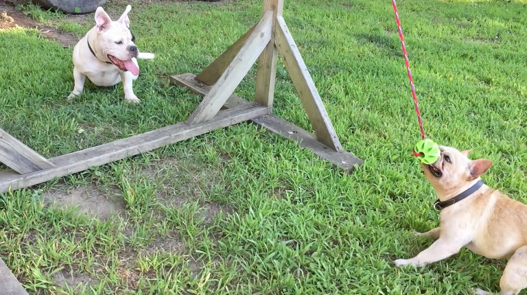 spring poles for pit bulls