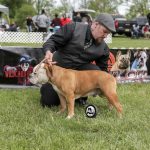 4 Ways to Prepare for a Bully Breed Dog Show