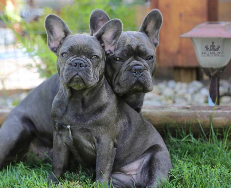 Blue Buddha Frenchies