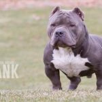 Universal Bullies - Tank