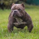 Exotic Bully