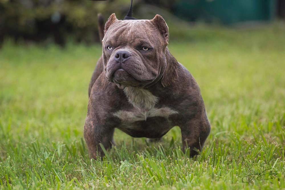 Exotic Bully: What is it? | Opinions 
