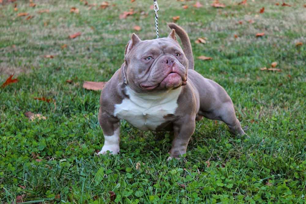 exotic bully puppy for sale