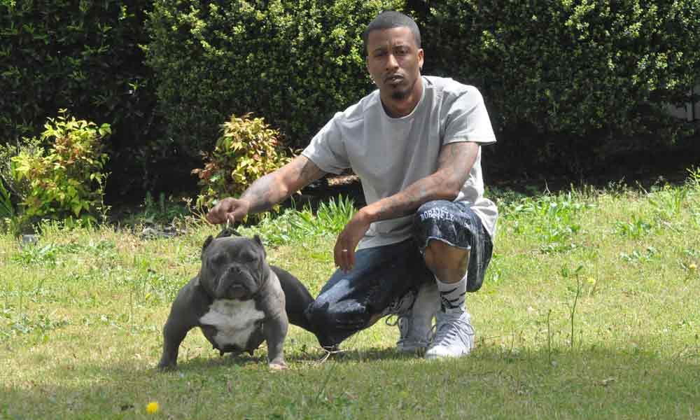 Swaggerville Exotic Bullies