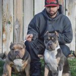 Right Way Bullies: American Bully Breeder