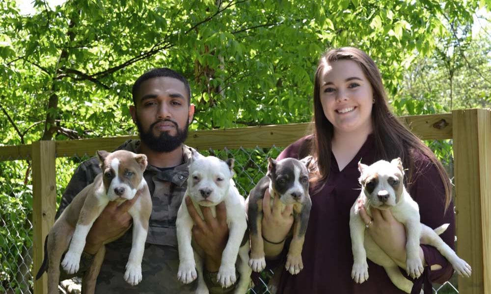 Kaizen Bullies: American and Exotic Bully Breeder