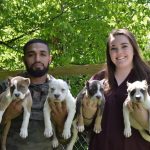 Kaizen Bullies: American and Exotic Bully Breeder