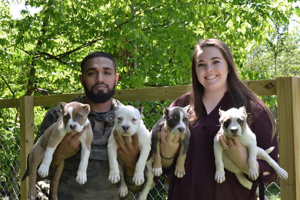 Kaizen Bullies: American and Exotic Bully Breeder