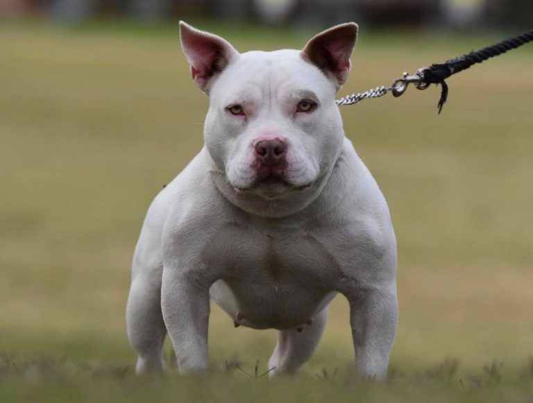 Stacked Up Bullies Australia